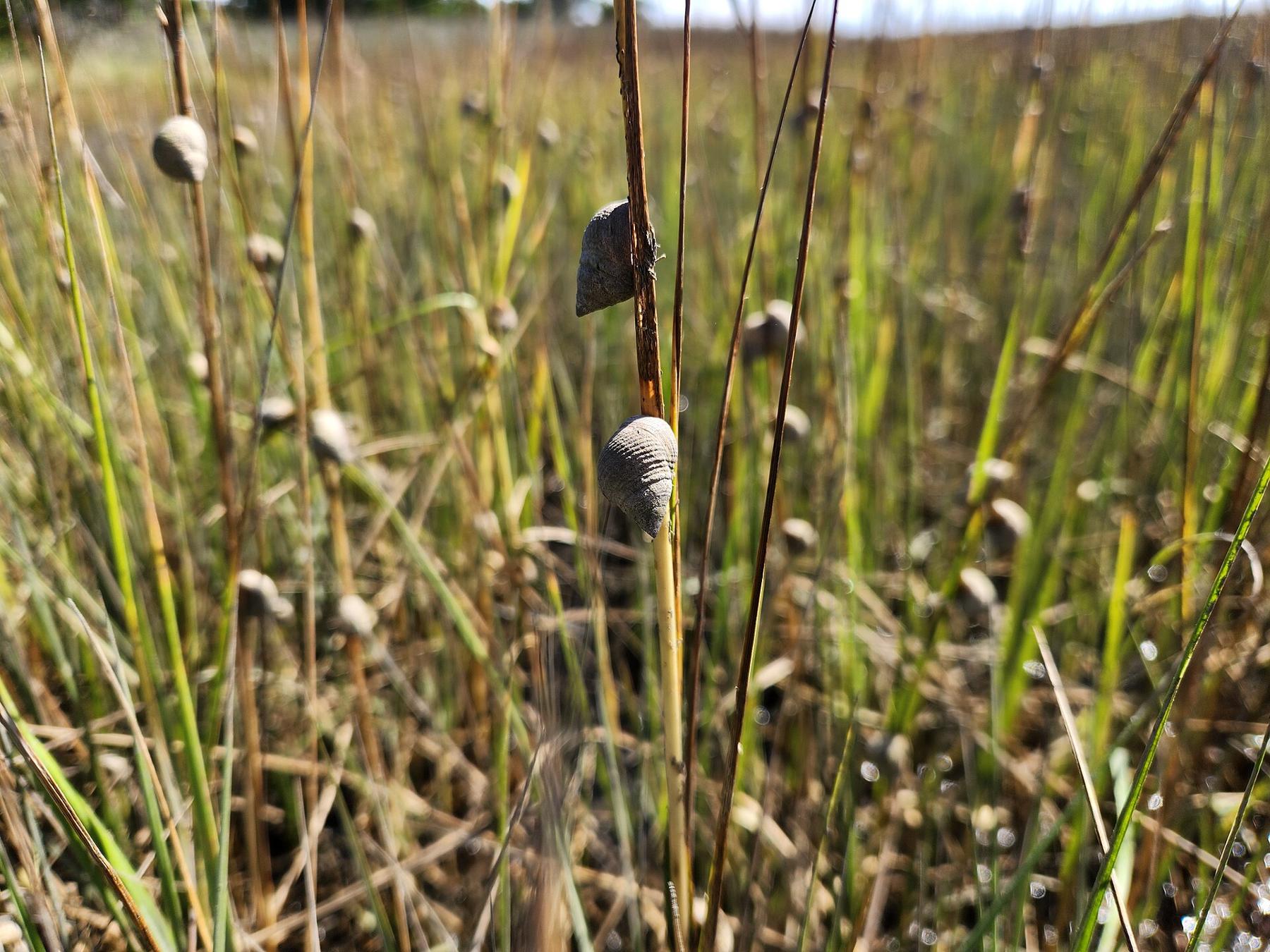 Salt marsh grasses